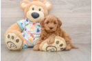 Cavapoo Puppy for Adoption