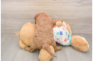 Petite Cavapoo Poodle Mix Pup