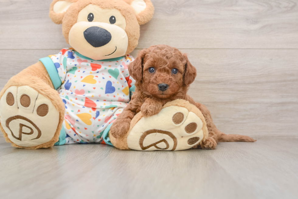Popular Cavapoo Poodle Mix Pup