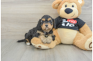Small Cavapoo Baby