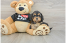 Best Cavapoo Baby