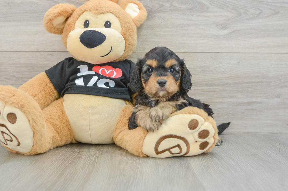 7 week old Cavapoo Puppy For Sale - Pilesgrove Pups