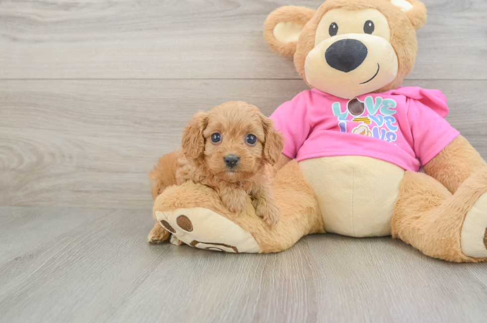 6 week old Cavapoo Puppy For Sale - Pilesgrove Pups