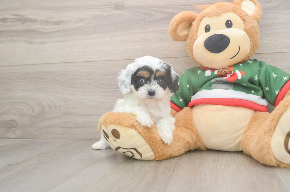 5 week old Cavapoo Puppy For Sale - Pilesgrove Pups