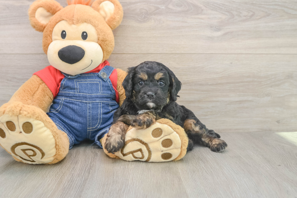Playful Cavapoodle Poodle Mix Puppy