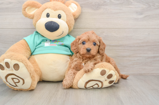 Hypoallergenic Cavadoodle Poodle Mix Puppy