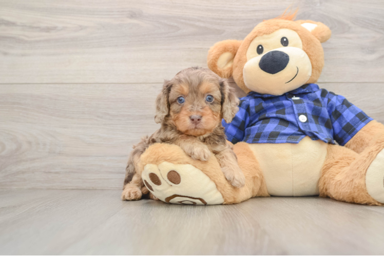 Cavapoo Pup Being Cute