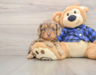 8 week old Cavapoo Puppy For Sale - Pilesgrove Pups