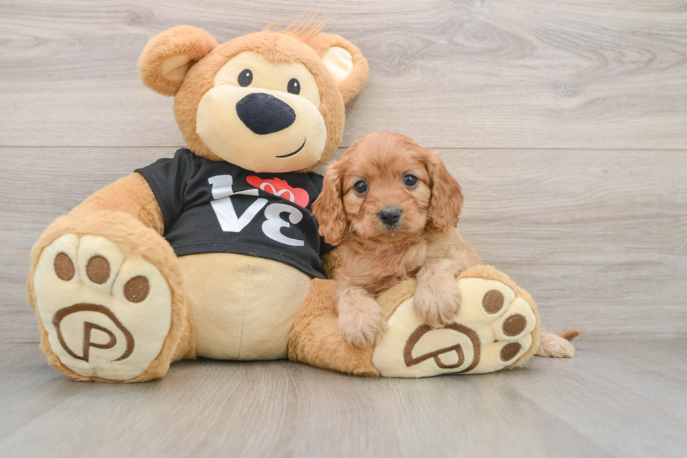 Energetic Cavoodle Poodle Mix Puppy