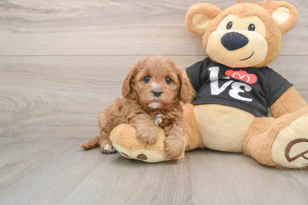 Cavapoo Pup Being Cute
