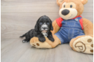 Popular Cavapoo Poodle Mix Pup