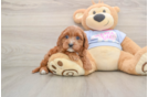 Best Cavapoo Baby