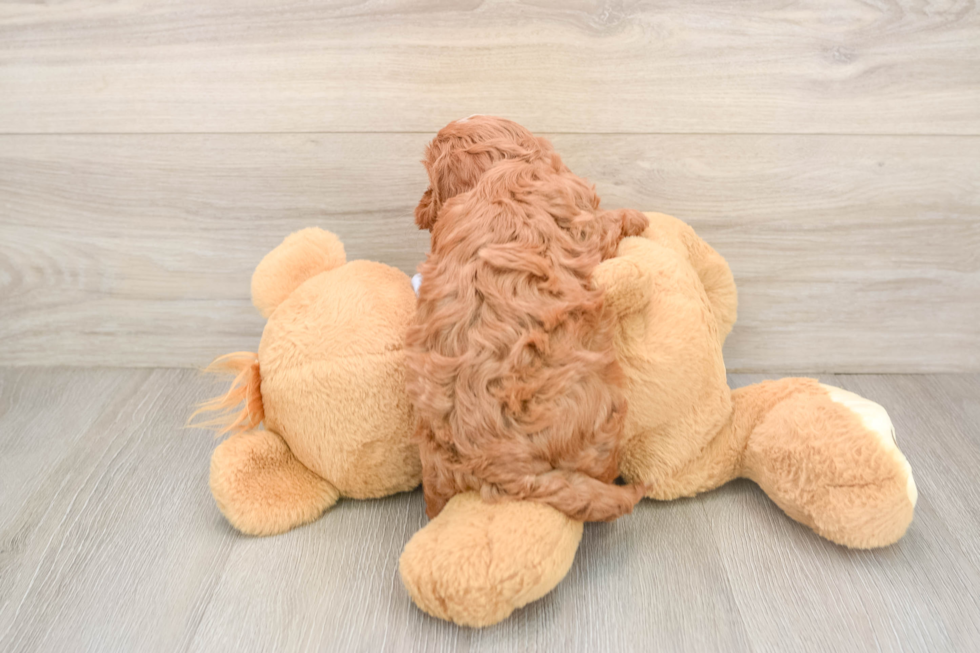 Cavapoo Pup Being Cute