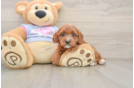 Best Cavapoo Baby