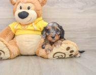 8 week old Cavapoo Puppy For Sale - Pilesgrove Pups