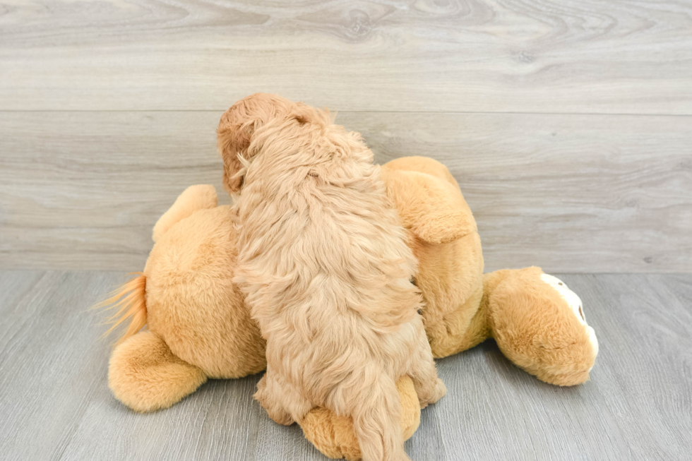 Fluffy Cavapoo Poodle Mix Pup