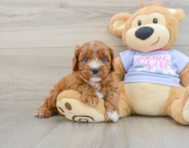 7 week old Cavapoo Puppy For Sale - Pilesgrove Pups