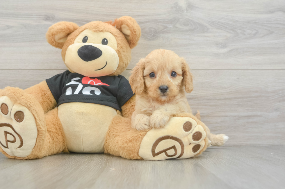 7 week old Cavapoo Puppy For Sale - Pilesgrove Pups