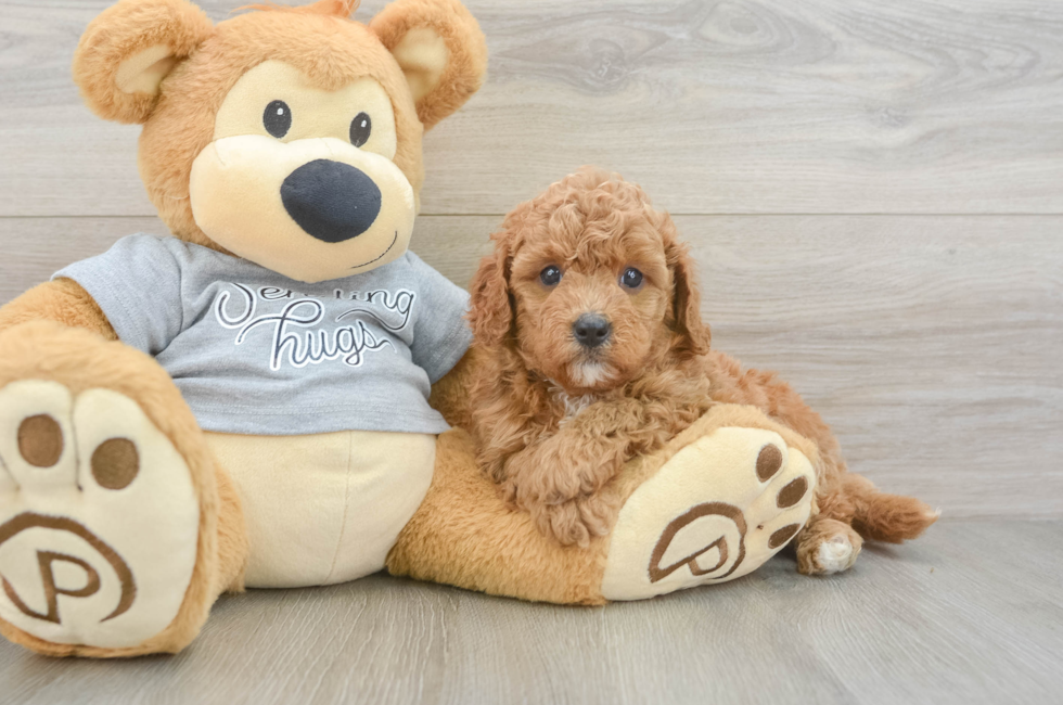 6 week old Cavapoo Puppy For Sale - Pilesgrove Pups