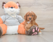 8 week old Cavapoo Puppy For Sale - Pilesgrove Pups