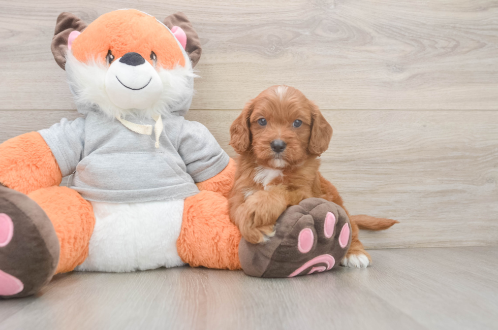 6 week old Cavapoo Puppy For Sale - Pilesgrove Pups