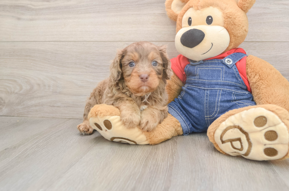 5 week old Cavapoo Puppy For Sale - Pilesgrove Pups