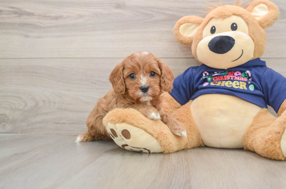 5 week old Cavapoo Puppy For Sale - Pilesgrove Pups