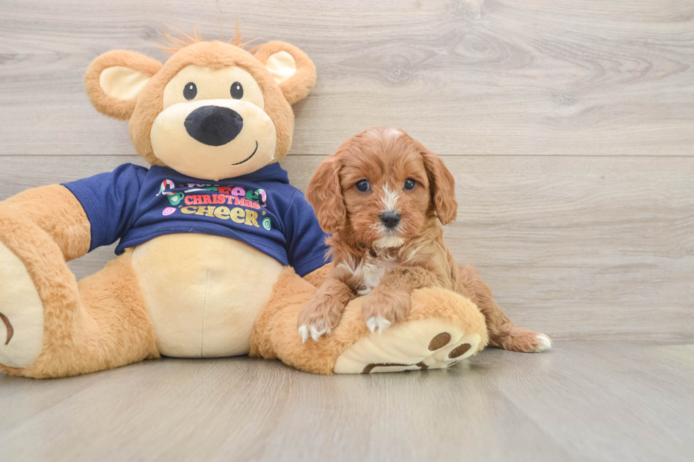 Cavapoo Pup Being Cute