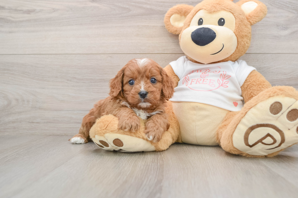 Popular Cavapoo Poodle Mix Pup