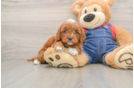 Cavapoo Pup Being Cute