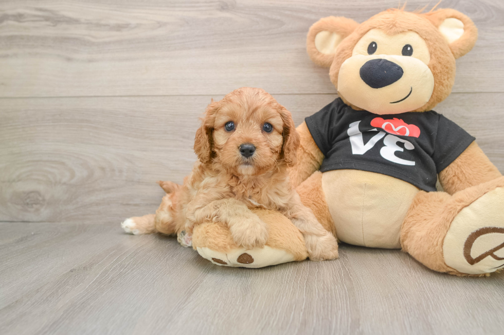 Cute Cavapoo Baby