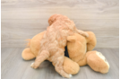 Smart Cavapoo Poodle Mix Pup