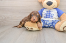 Energetic Cavoodle Poodle Mix Puppy