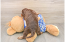 Happy Cavapoo Baby