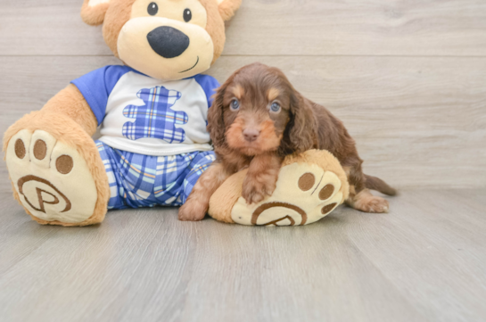 Cute Cavapoo Baby