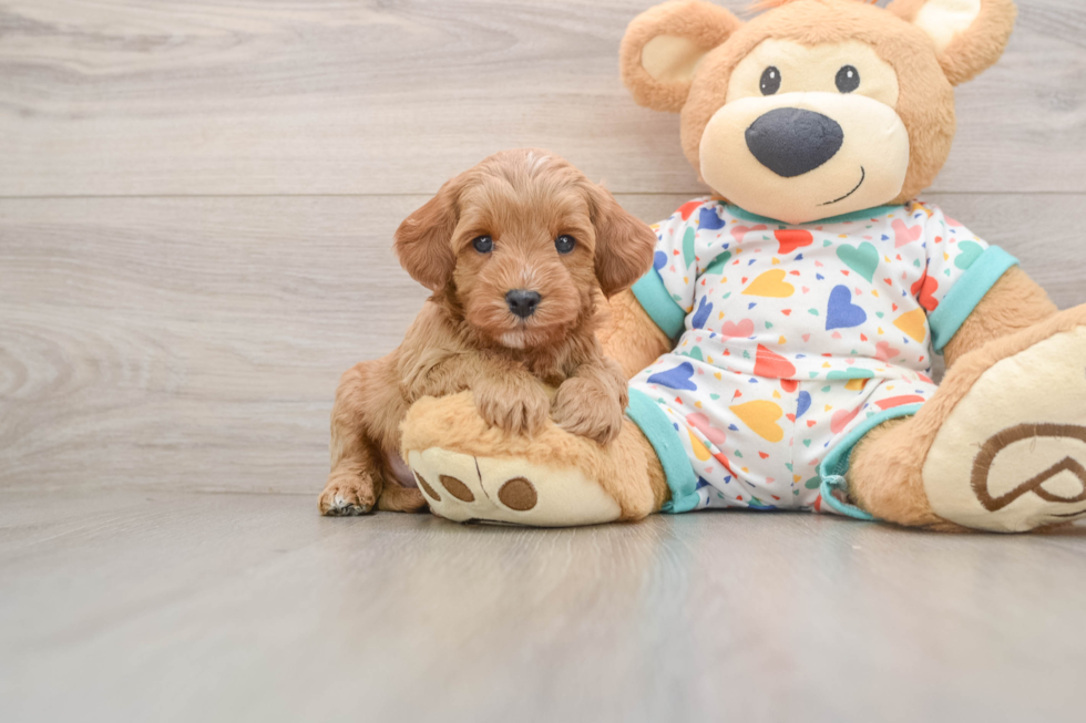 Fluffy Cavapoo Poodle Mix Pup