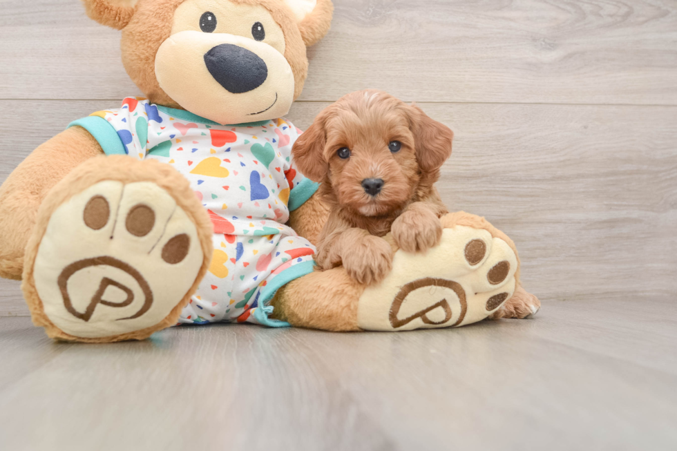 Little Cavipoo Poodle Mix Puppy