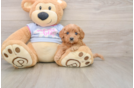 Little Cavipoo Poodle Mix Puppy