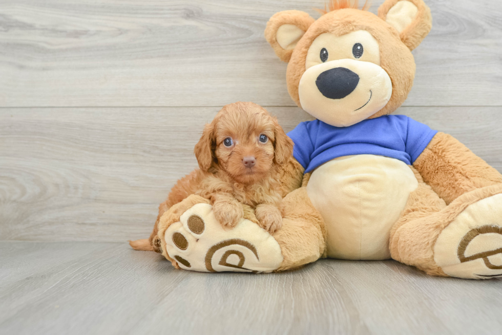 Fluffy Cavapoo Poodle Mix Pup