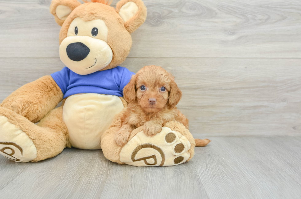 6 week old Cavapoo Puppy For Sale - Pilesgrove Pups