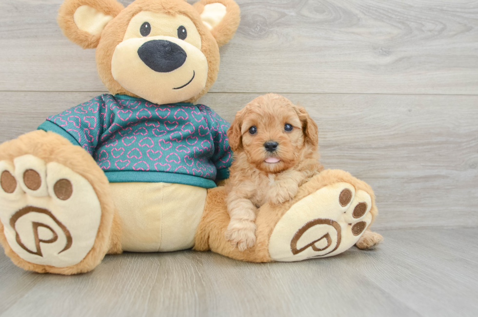 6 week old Cavapoo Puppy For Sale - Pilesgrove Pups