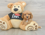 9 week old Cavapoo Puppy For Sale - Pilesgrove Pups