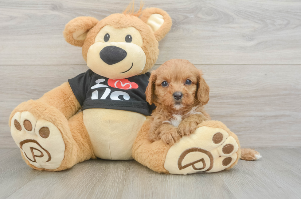 7 week old Cavapoo Puppy For Sale - Pilesgrove Pups