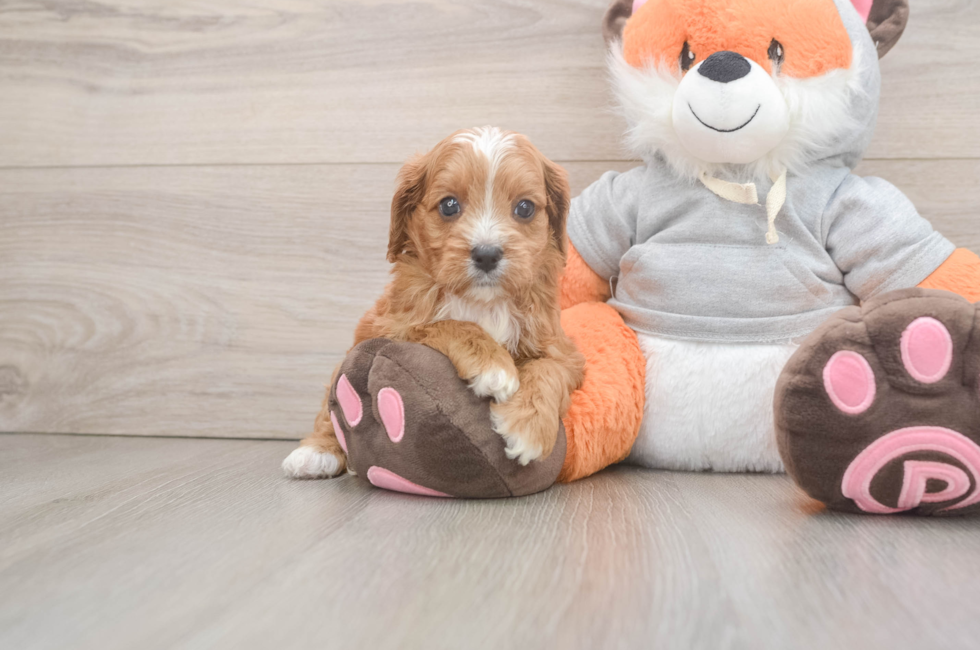 6 week old Cavapoo Puppy For Sale - Pilesgrove Pups