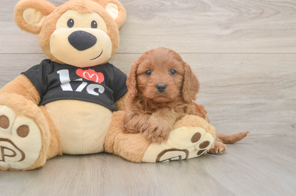 6 week old Cavapoo Puppy For Sale - Pilesgrove Pups