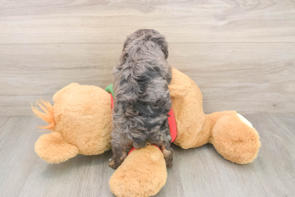 Cavapoo Puppy for Adoption