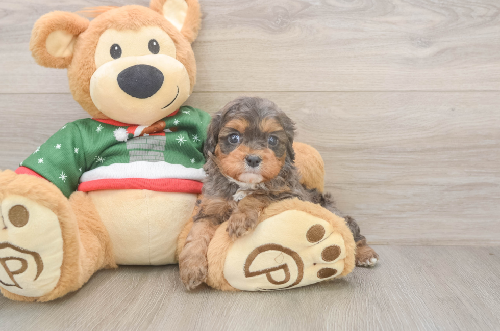 5 week old Cavapoo Puppy For Sale - Pilesgrove Pups