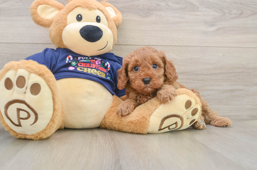 5 week old Cavapoo Puppy For Sale - Pilesgrove Pups