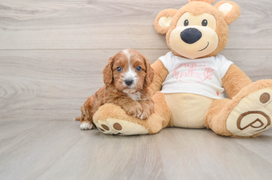 Smart Cavapoo Poodle Mix Pup