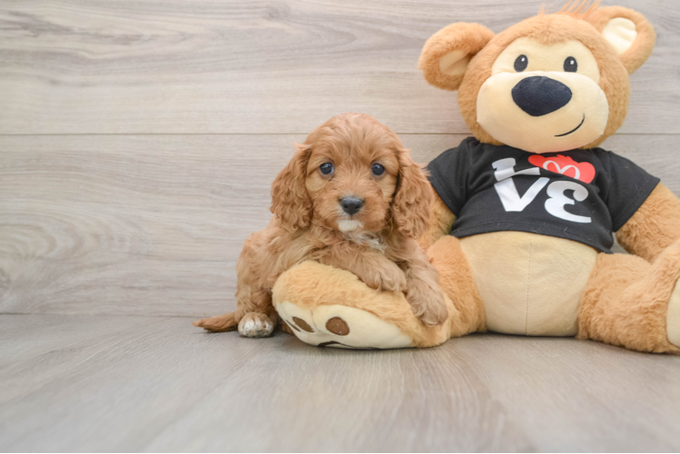 Cavapoo Puppy for Adoption